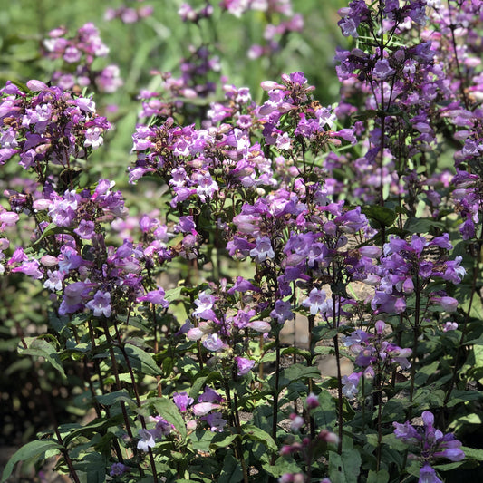 Close-up of clusters of purple and white bell-shaped blooms of 'Midnight Masquerade' Beardtongue (Penstemon), a drought-tolerant perennial, cover green stems in the sun, with lush green foliage softly blurred behind - Photo Property of Garden Crossings LLC.