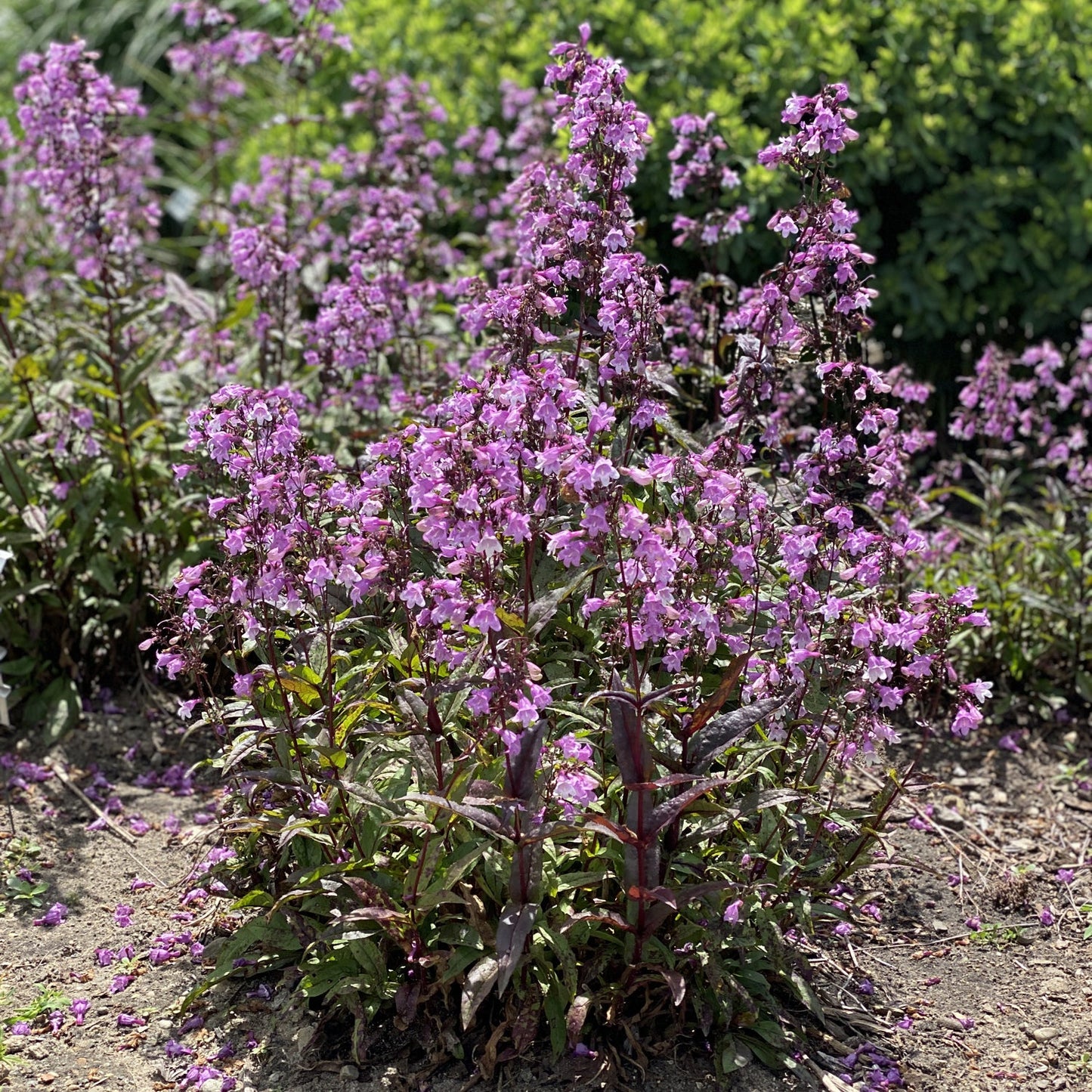 A cluster of 'Midnight Masquerade' Beardtongue (Penstemon) with vibrant purple blooms thrives in the garden, its green foliage and scattered petals attracting bees - Photo Property of Garden Crossings LLC.