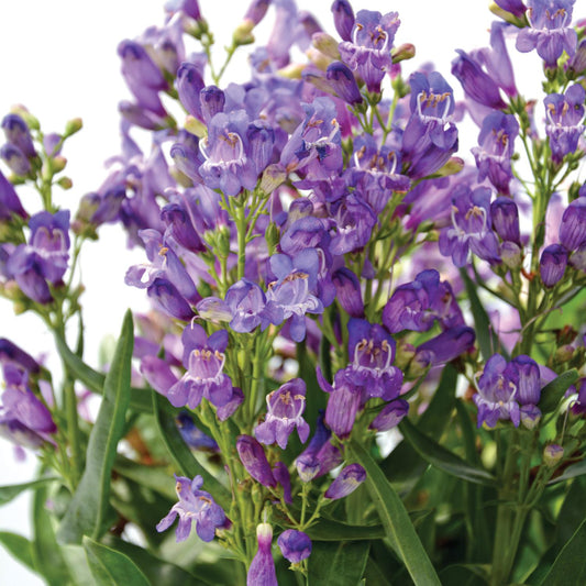 Rock Candy® Blue Beardtongue (Penstemon) - Photo Courtesy of Ball Horticulure, Inc.
