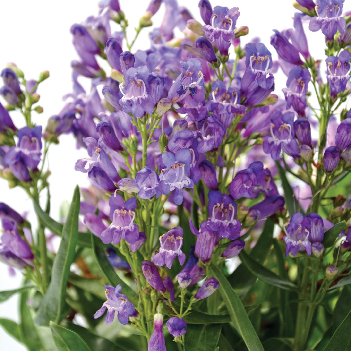 A close-up of Rock Candy® Blue Beardtongue (Penstemon) features vibrant purple tubular flowers and green leaves, highlighting this compact perennial’s beauty against a plain white background - Photo Courtesy of Ball Horticulture, Inc.