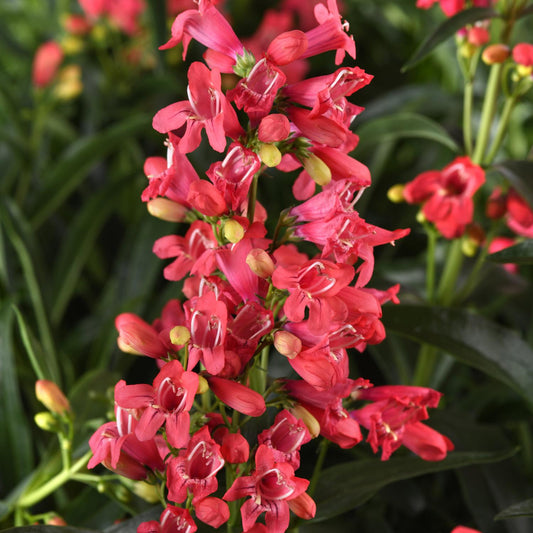 Rock Candy® Coral Beardtongue (Penstemon) - Photo Courtesy of Ball Horticulure, Inc.