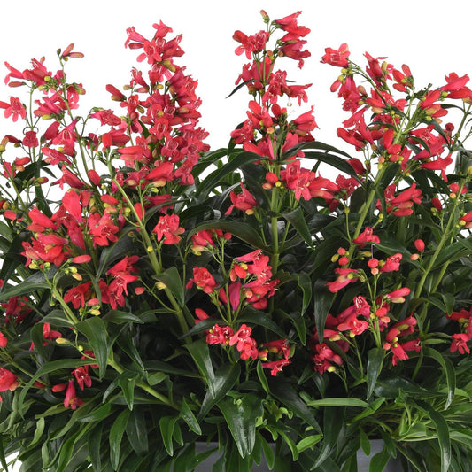 Rock Candy® Coral Beardtongue (Penstemon) - Photo Courtesy of Ball Horticulure, Inc.