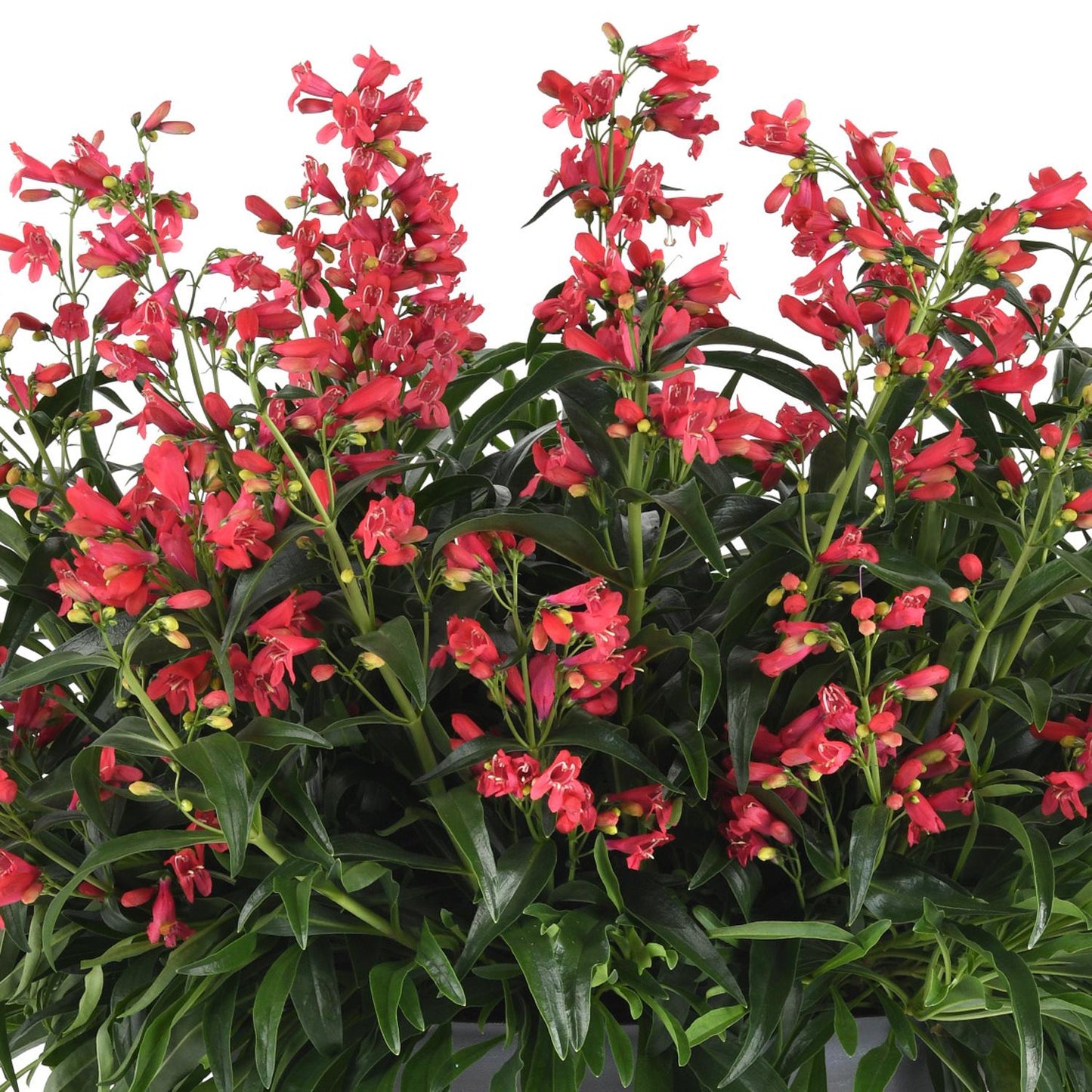A dense cluster of green, narrow leaves and upright stems topped with vibrant coral-pink blooms—Rock Candy® Coral Beardtongue (Penstemon)—a compact, sun-loving perennial, shown in full bloom against a white background - Photo Courtesy of Ball Horticulture, Inc. Decorative pot not included.