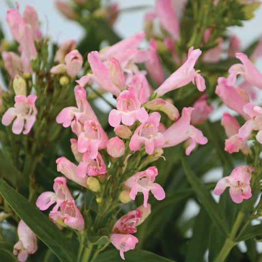Rock Candy® Light Pink Beardtongue (Penstemon) features clusters of tubular, light pink flowers and elongated green leaves on upright stems - Photo Courtesy of Ball Horticulture, Inc.