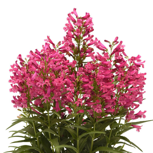 Rock Candy® Pink Improved Beardtongue (Penstemon) - Photo Courtesy of Ball Horticulure, Inc.