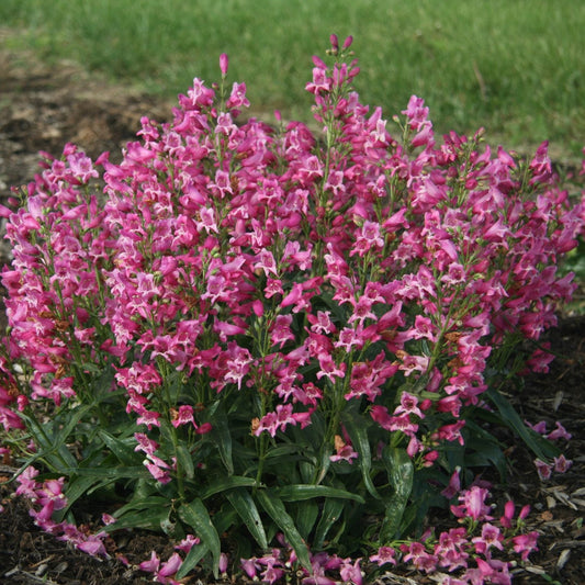 Rock Candy® Ruby Beardtongue (Penstemon) is a compact perennial with clusters of vibrant magenta-red and white tubular flowers, set among narrow green leaves, perfect for garden beds - Photo Courtesy of Ball Horticulture, Inc.