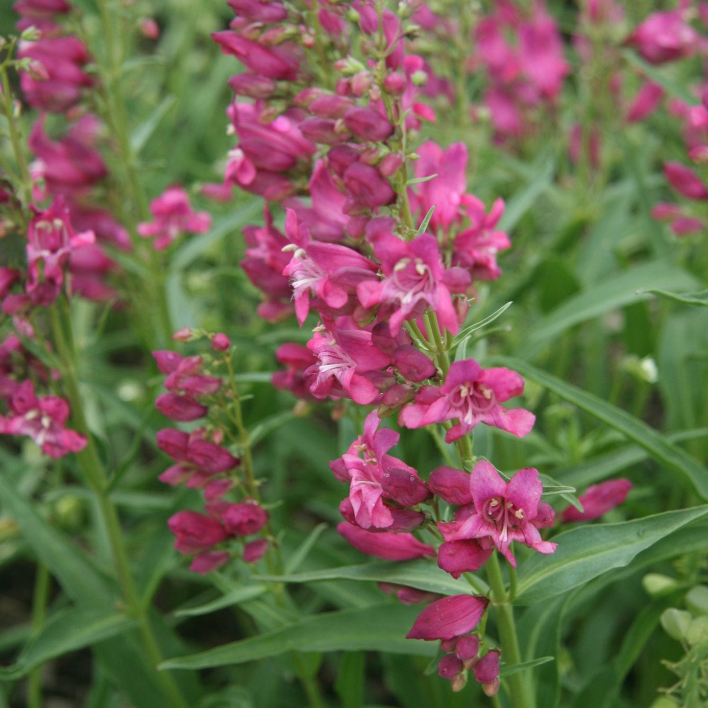 Close-up of Rock Candy® Ruby Beardtongue (Penstemon), a compact perennial featuring vibrant magenta-red blooms clustered atop tall, leafy stems, set against soft green foliage - Photo Courtesy of Ball Horticulture, Inc.