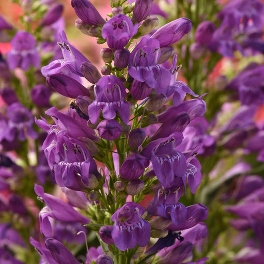 Summit Sweets™ Purple Beardtongue (Penstemon) - Photo Courtesy of Ball Horticulure, Inc.