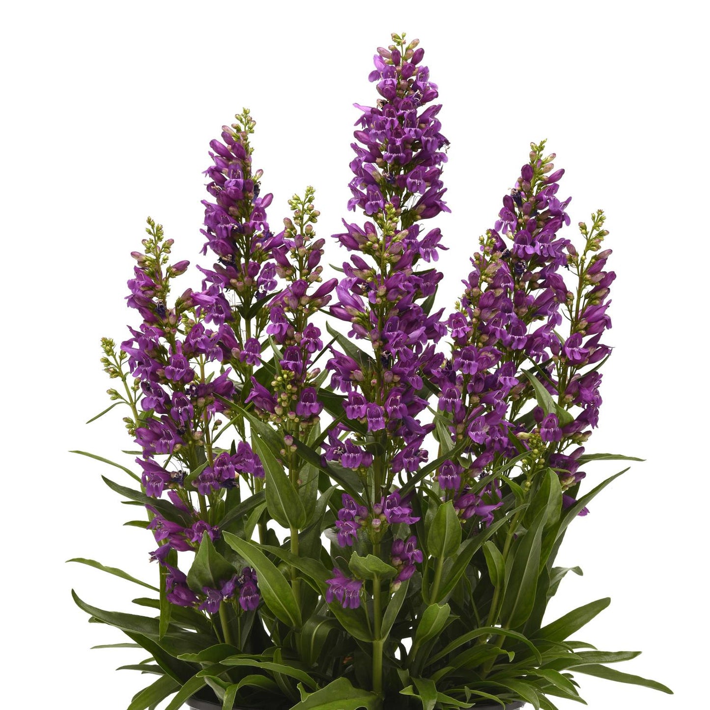 A group of Summit Sweets™ Purple Beardtongue (Penstemon) displays tall spikes of vivid purple tubular blooms and glossy green foliage - Photo Courtesy of Ball Horticulture, Inc.