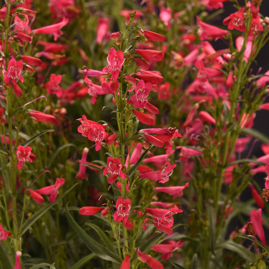 Summit Sweets™ Ruby Beardtongue (Penstemon) - Photo Courtesy of Ball Horticulure, Inc.