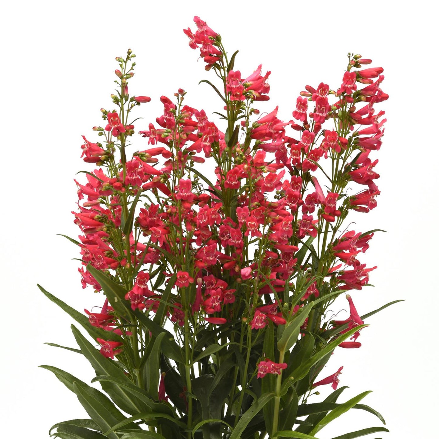 Summit Sweets™ Ruby Beardtongue (Penstemon) displays vibrant ruby-red tubular flowers and tall green lance-shaped leaves - Photo Courtesy of Ball Horticulture, Inc.