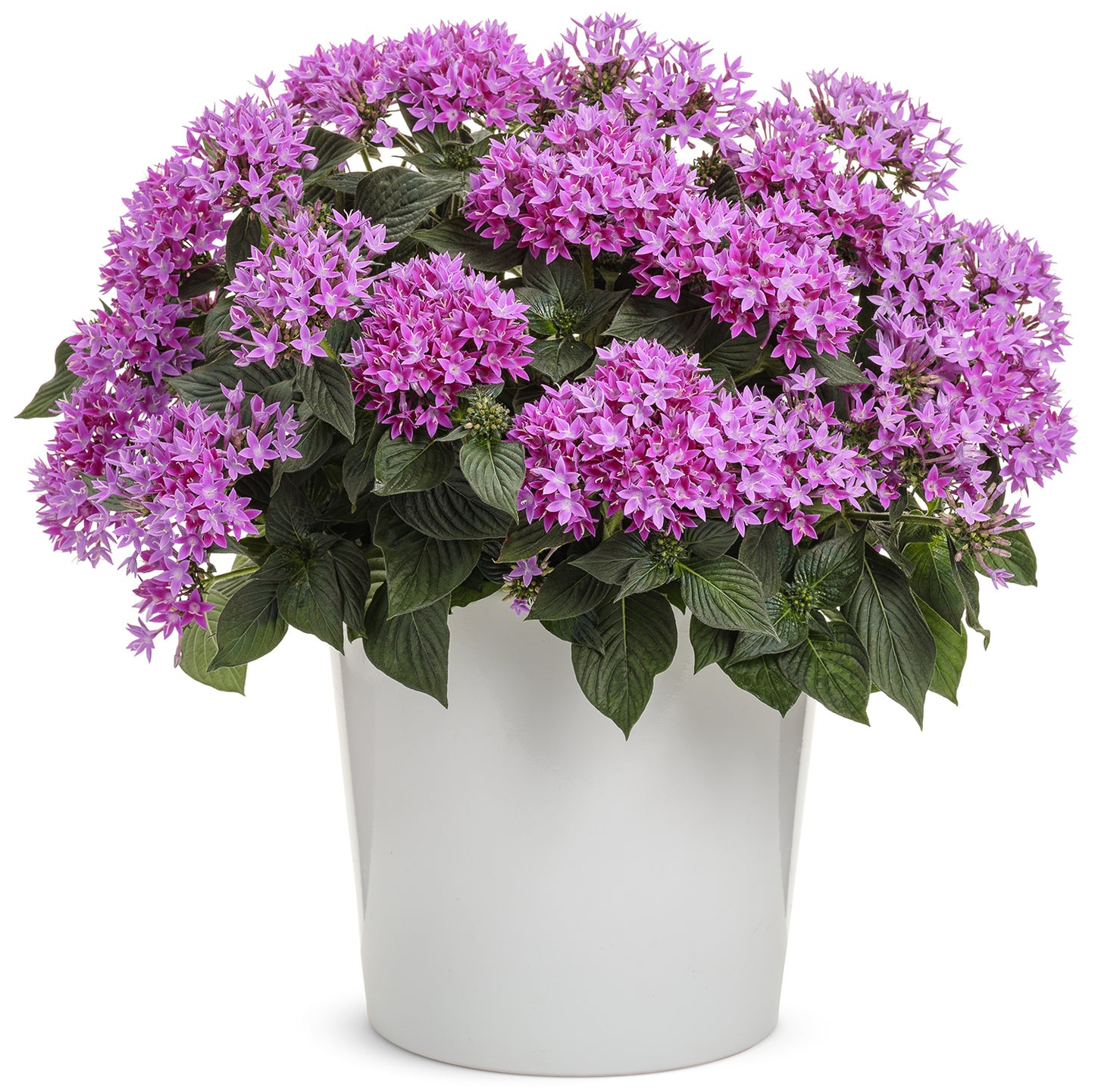 Sunstar® Lavender Egyptian Star Flower (Pentas) - Photo Courtesy of Proven Winners, Inc.