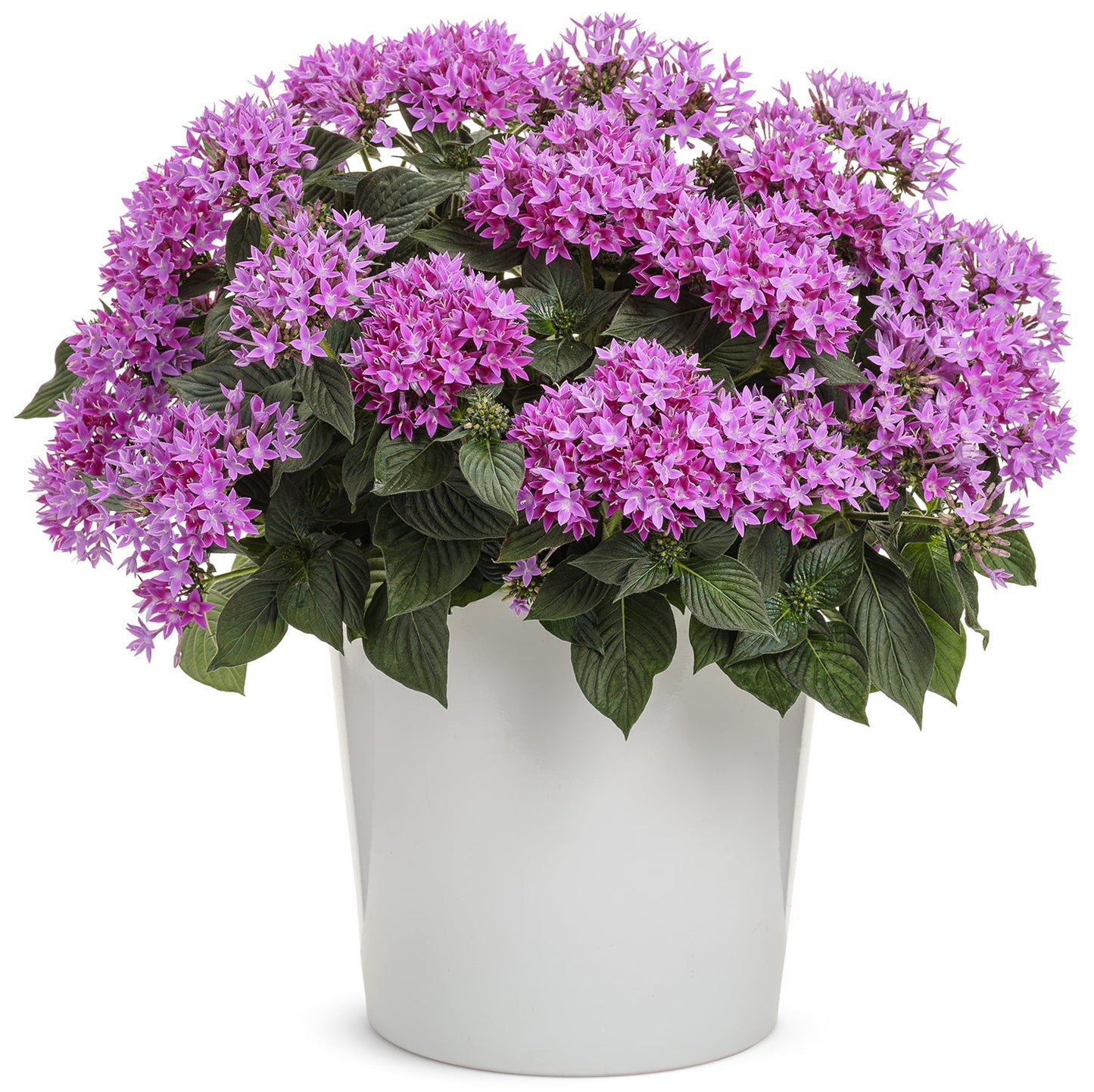 A white pot with green foliage and vibrant light purple Sunstar® Lavender Egyptian Star Flower (Pentas) blooms - Photo Courtesy of Proven Winners, Inc. Decorative pot not included.