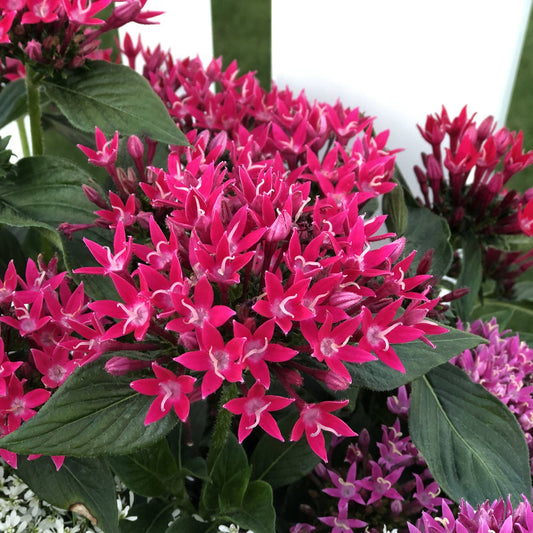 Clusters of vibrant pink, star-shaped Sunstar® Red Egyptian Star Flower (Pentas) with dark green leaves, pink flowers can be seen below it - Photo Property of Garden Crossings LLC