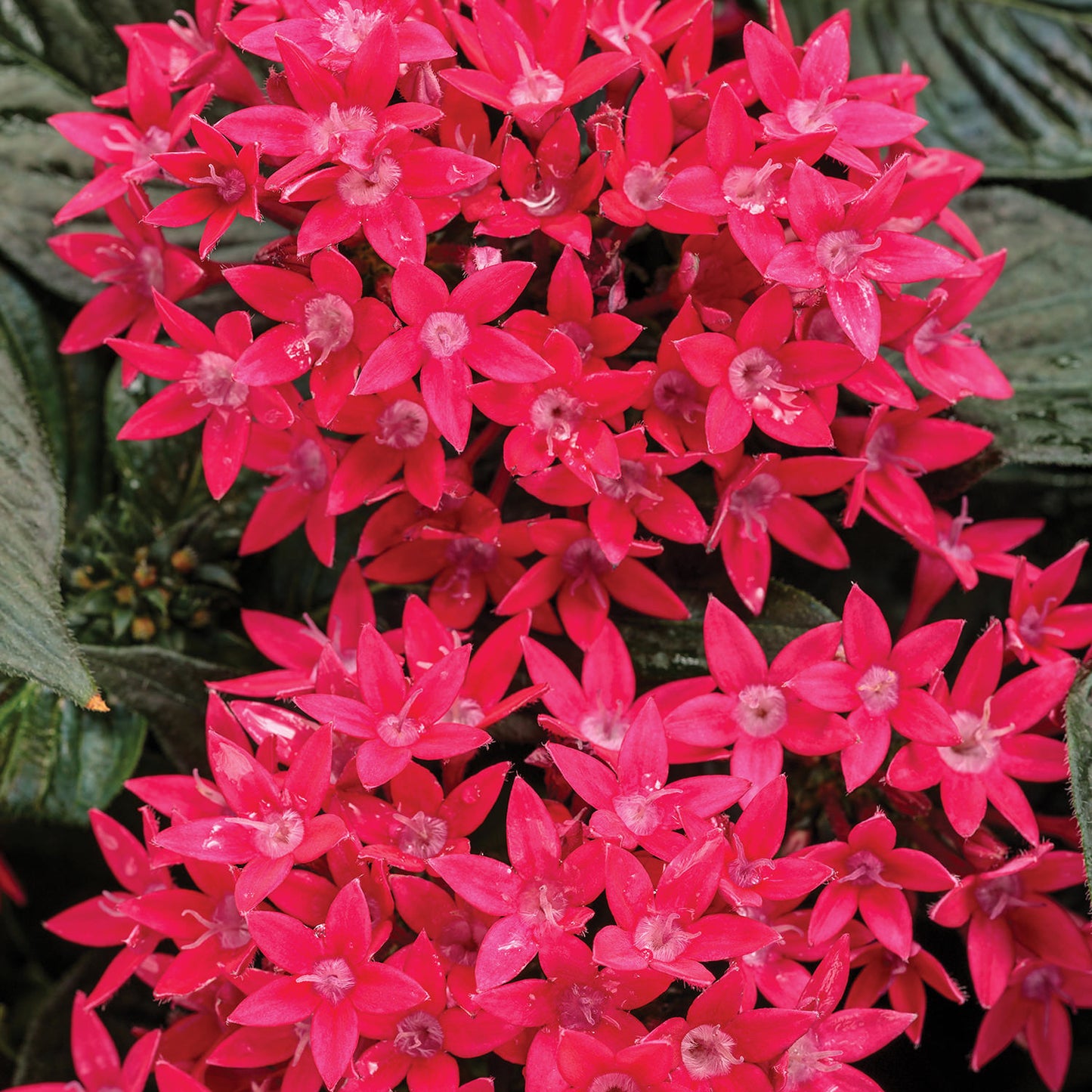 Sunstar® Red Egyptian Star Flower (Pentas) - Photo Courtesy of Proven Winners, Inc.