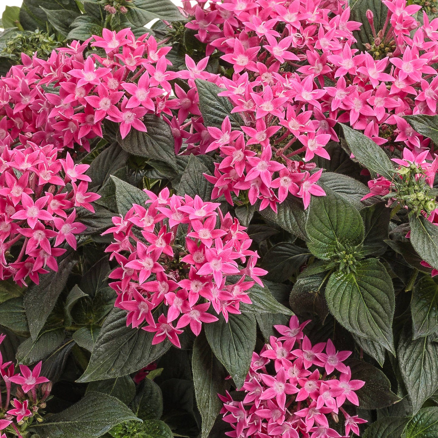 Clusters of bright pink, star-shaped Sunstar® Rose Egyptian Star Flower (Pentas) blooms with dark green foliage create a dense, vibrant display - Photo Courtesy of Proven Winners, Inc.
