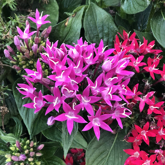 Sunstar® Rose Egyptian Star Flower (Pentas) - Photo Property of Garden Crossings LLC