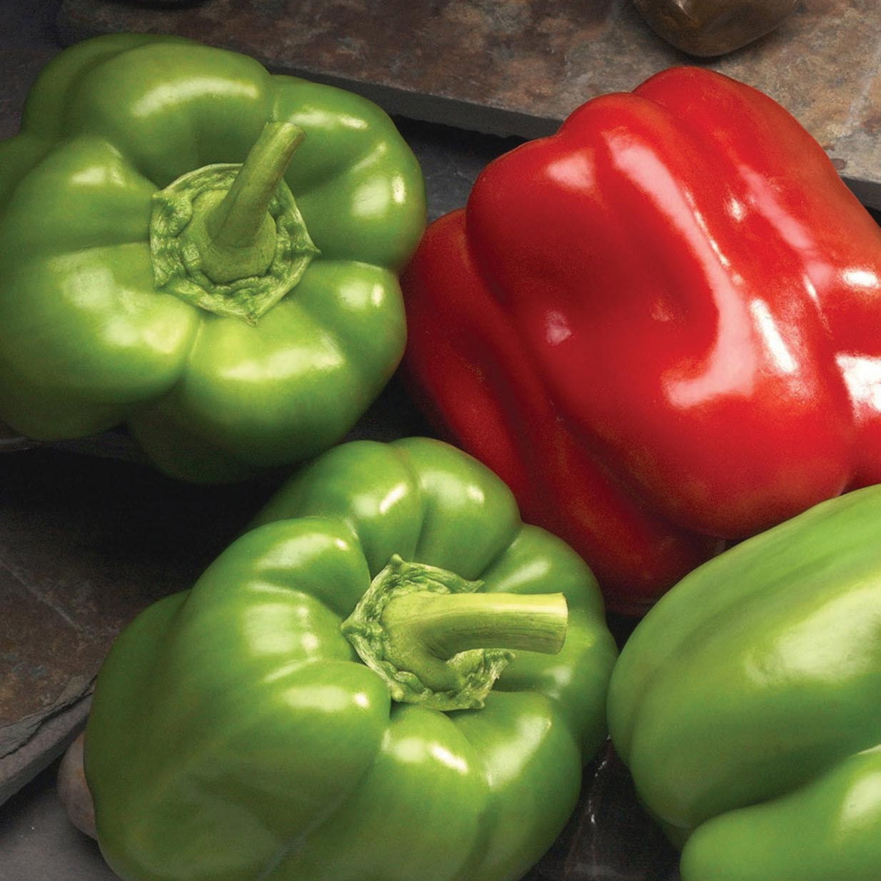 Three green and one red 'Better Belle II' Pepper (Capsicum) peppers rest on a dark surface, their glossy skins and stems showcasing freshness - Photo Courtesy of Burpee.