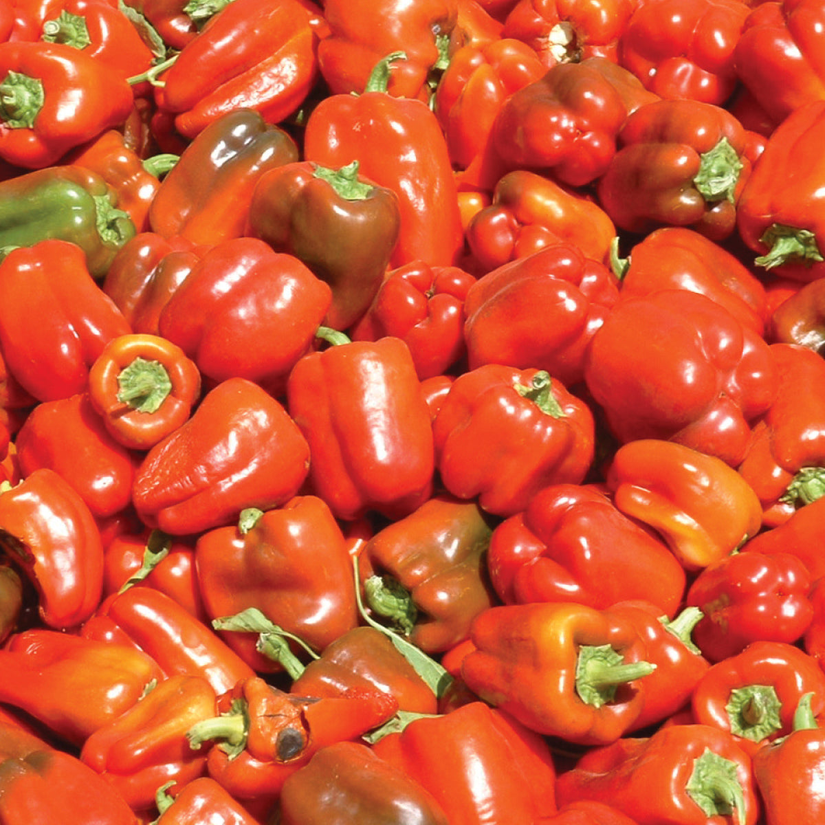 A stack of vibrant red 'California Wonder' Pepper (Capsicum)—an heirloom sweet bell pepper—closely packed together, some with green patches - Photo Courtesy of Burpee.