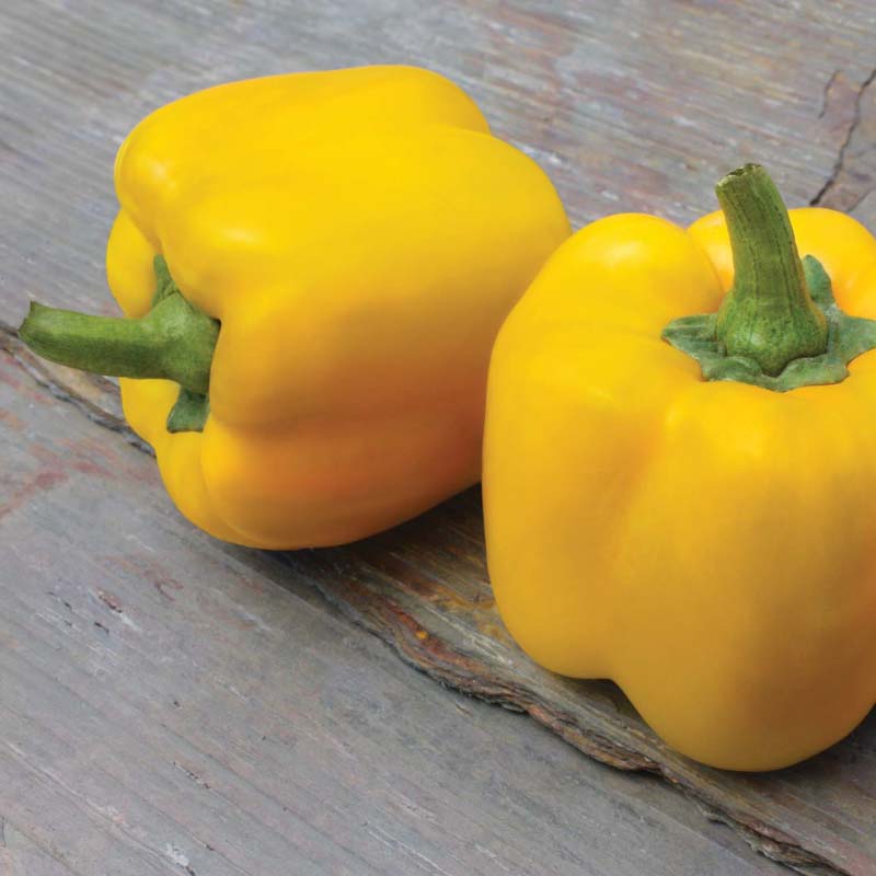 Two fresh Early Summer' Peppers (Capsicum) with green stems rest on a rustic wooden surface, highlighting their vibrant yellow color and sweet flavor - Photo Courtesy of Ball Horticulture, Inc. Decorative pot not included.