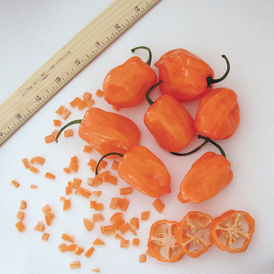 Several whole, sliced, and diced 'Habanero Orange' Pepper (Capsicum) are displayed on a white surface beside a wooden ruler to highlight their size and signature fiery Scoville Heat Unit potential.
