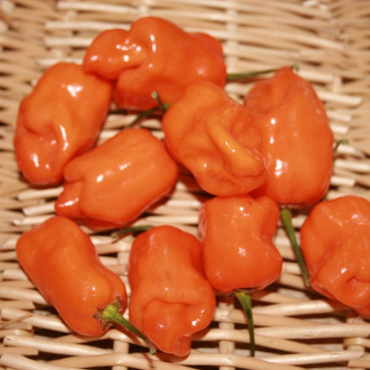 Habanero Orange' Pepper (Capsicum) - Photo Courtesy of Ball Horticulure, Inc.