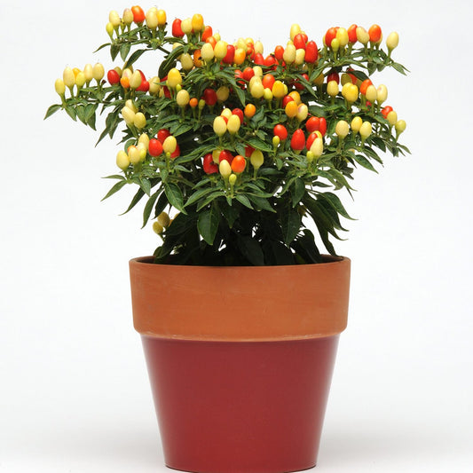 Hot Pops Yellow' Ornamental Pepper (Capsicum) - Photo Courtesy of Ball Horticulure, Inc.