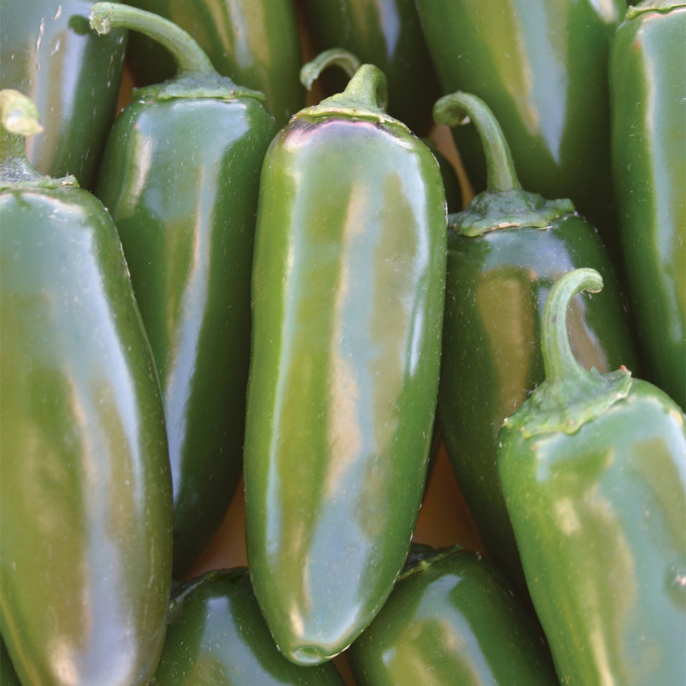 A close-up of several fresh Jalapeno Gigante' Pepper (Capsicum) showcases their shiny, smooth skin and stems. These large, easy-to-grow peppers are tightly clustered together - Photo Courtesy of Burpee.