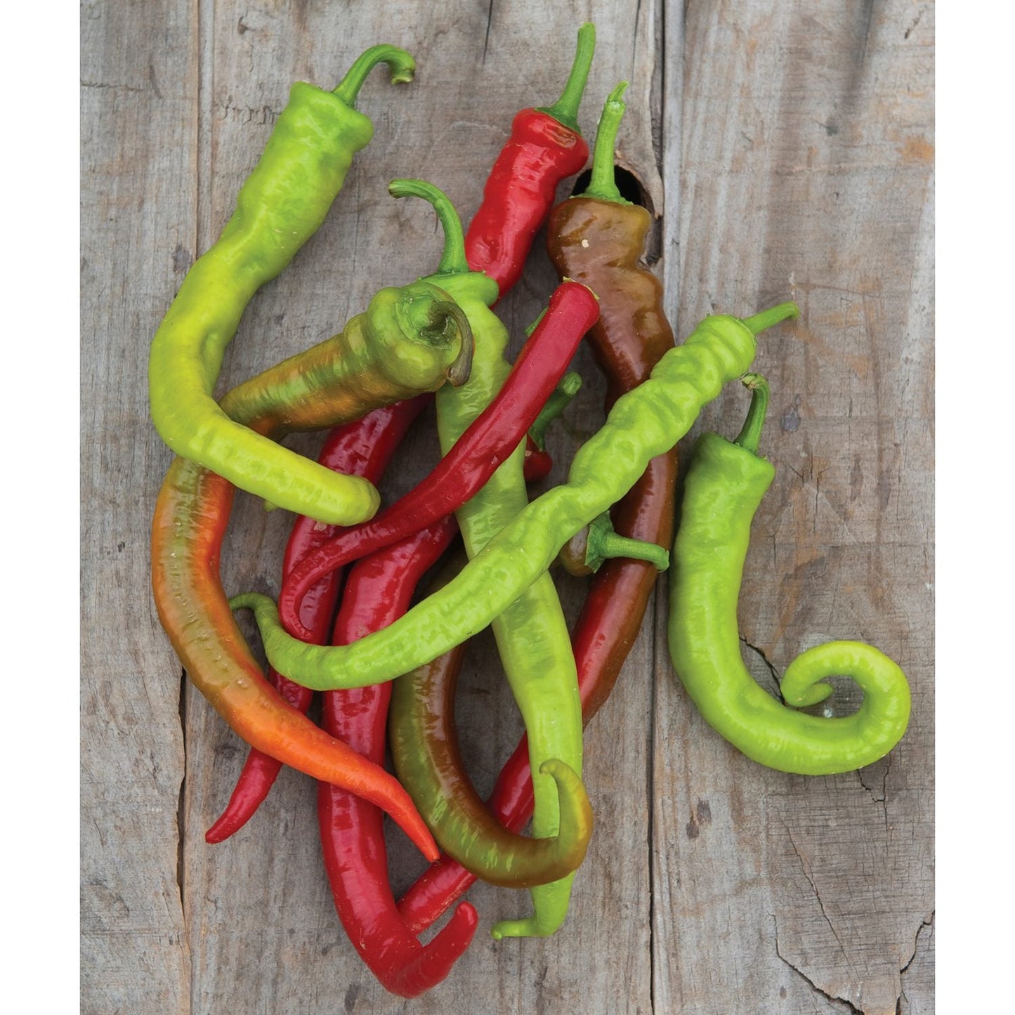 A colorful pile of 'Ristra Cayenne Hybrid' Peppers (Capsicum) in green, red, orange, and brown rests on a rustic wooden surface - Photo Courtesy of Ball Horticulture, Inc.