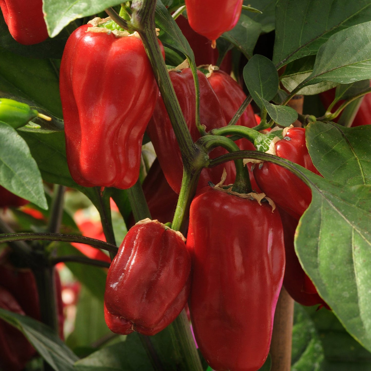 Several ripe red 'Sweet Heat' Peppers (Capsicum) cluster together on a leafy green plant in bright natural light - Photo Courtesy of Burpee.