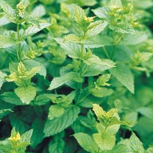 Peppermint' Mint (Mentha) - Photo Courtesy of Burpee