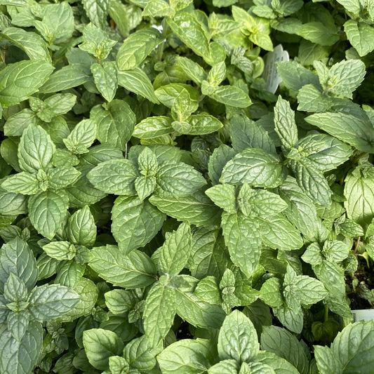 Peppermint' Mint (Mentha) - Photo Property of Garden Crossings LLC