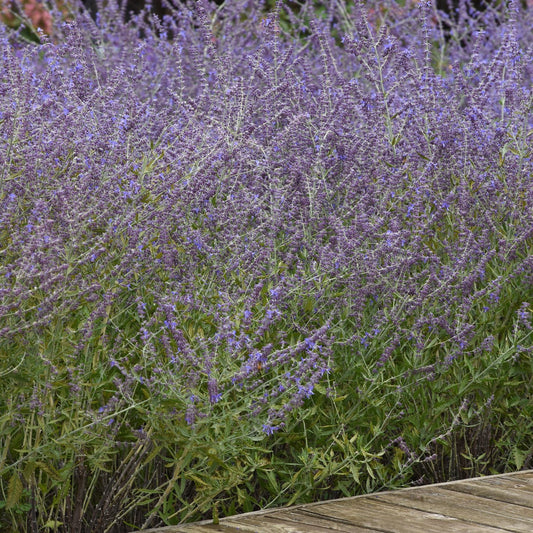 Dense clusters of 'Crazyblue' Russian Sage (Perovskia), with tall green stems and small purple flowers, grow beside a wooden deck - Photo Courtesy of Ball Horticulture, Inc..