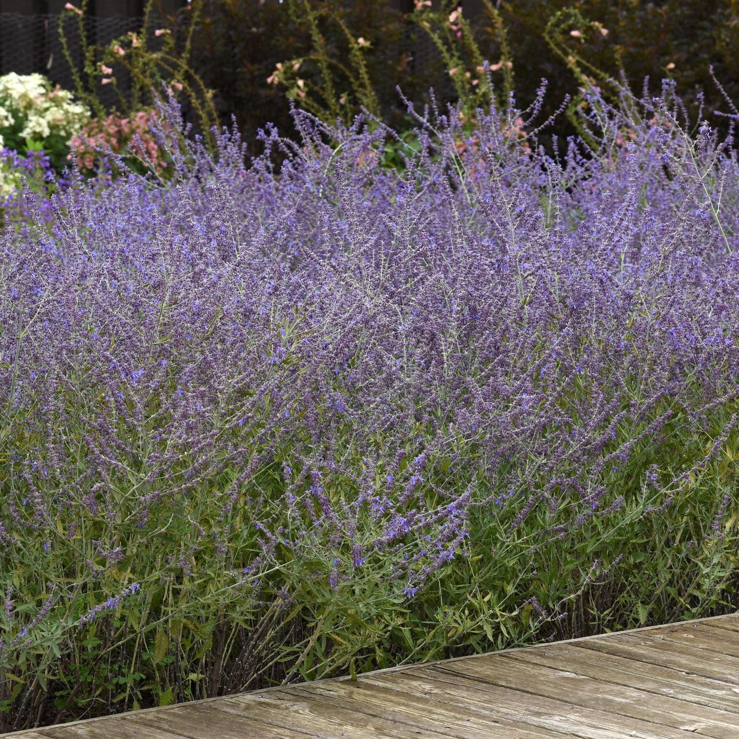 A dense cluster of tall, purple 'Crazyblue' Russian Sage (Perovskia) with green stems grows beside a wooden pathway; - Photo Courtesy of Ball Horticulture, Inc.