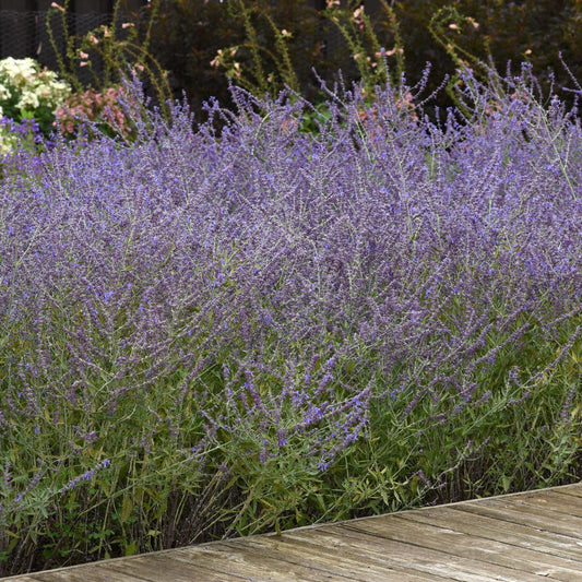 A dense cluster of tall, purple 'Crazyblue' Russian Sage (Perovskia) with green stems grows beside a wooden pathway; - Photo Courtesy of Ball Horticulture, Inc.