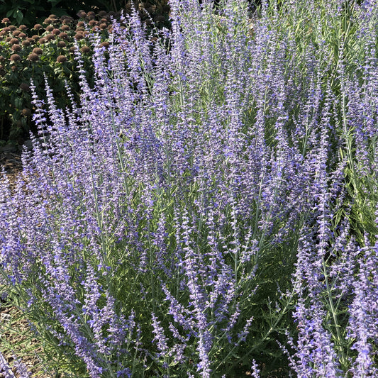 Denim 'n Lace' Russian Sage (Perovskia) - Photo Property of Garden Crossings LLC