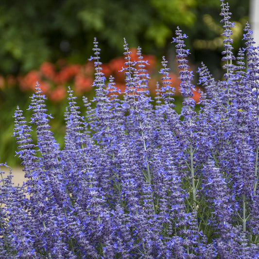 Denim 'n Lace' Russian Sage (Perovskia) - Photo Courtesy of Proven Winners, Inc.