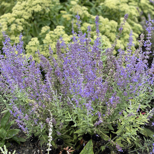 Sage Advice' Russian Sage (Perovskia) - Photo Property of Garden Crossings LLC