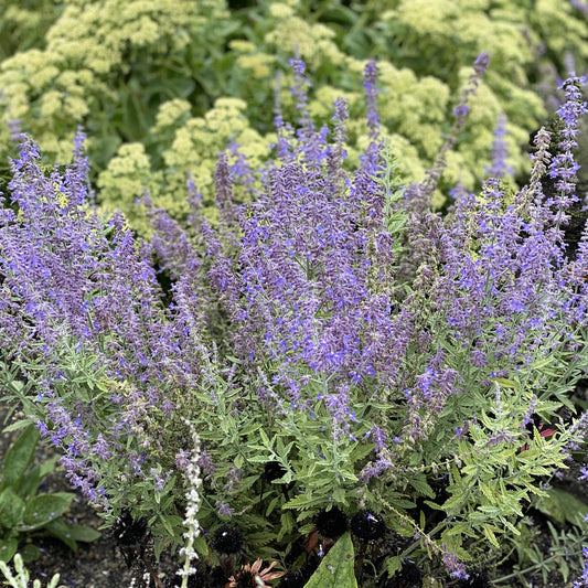 ‘Sage Advice’ Russian Sage (Perovskia) features dense, spiky purple blooms and green leaves in a garden. This drought-tolerant perennial stands out, complemented by pale greenish-yellow flower clusters in the background - Photo Property of Garden Crossings LLC.