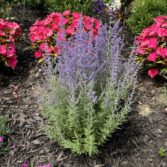 ‘Sage Advice’ Russian Sage (Perovskia), a drought-tolerant perennial, features tall spikes of small purple flowers in mulch, surrounded by bright pink blooms and lush green foliage - Photo Property of Garden Crossings LLC.