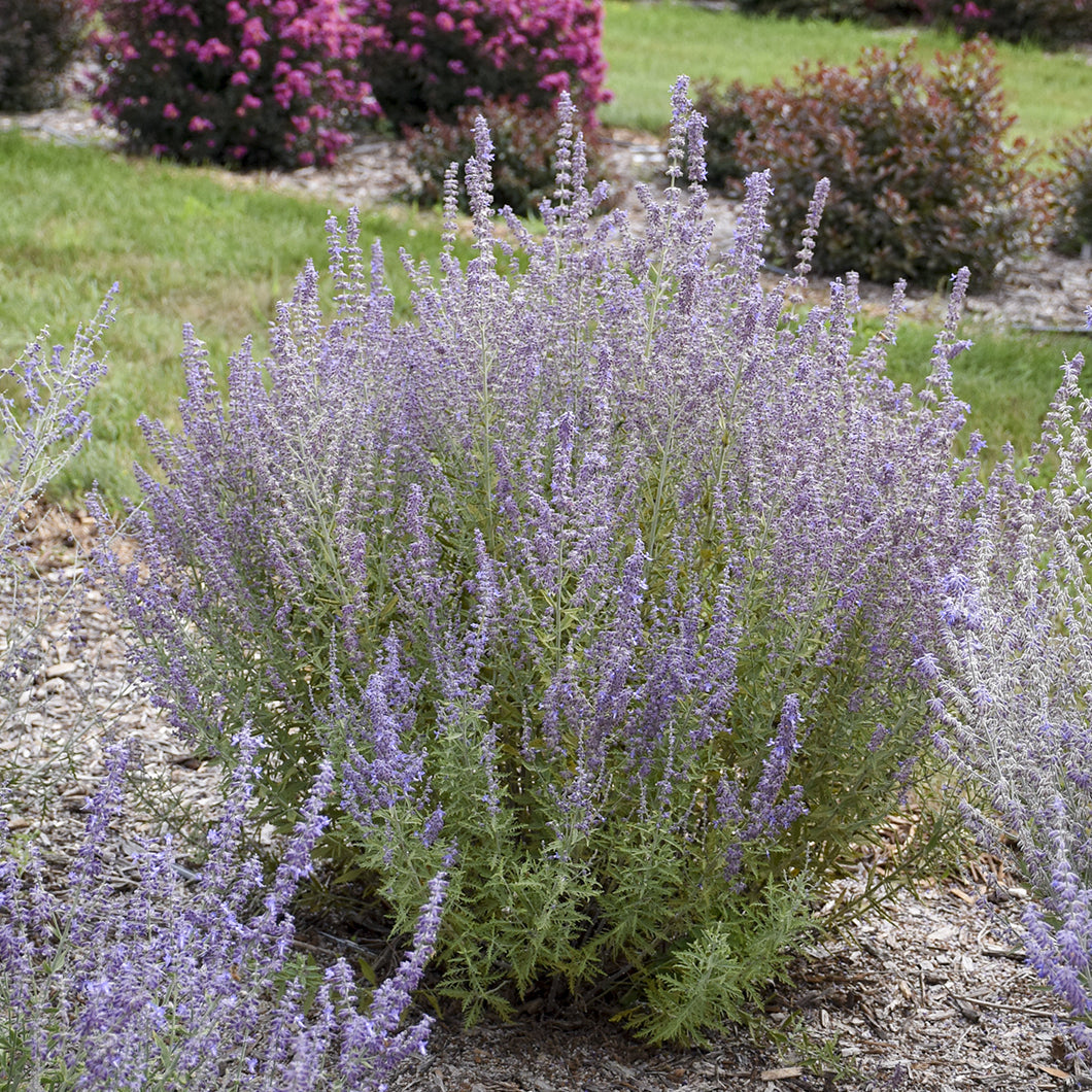 ‘Sage Advice’ Russian Sage (Perovskia) displays small purple flowers above a mulched garden bed, surrounded by green grass and nearby pink-flowering shrubs - Photo Courtesy of Proven Winners, Inc.