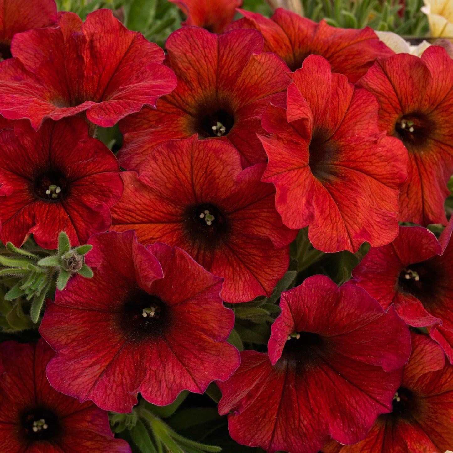 Supercal® Premium Bordeaux Petchoa - Photo Courtesy of Ball Horticulure, Inc.