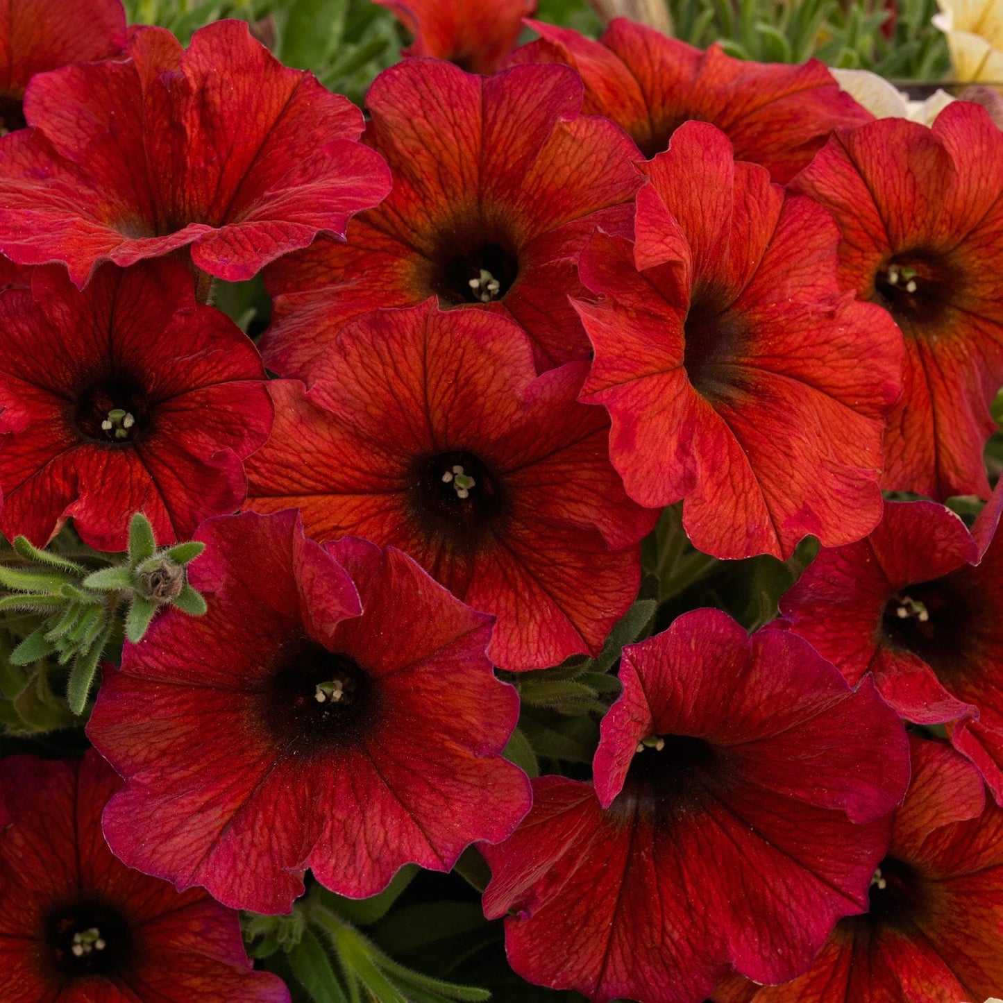 A cluster of vibrant Supercal® Premium Bordeaux Petchoa flowers with dark centers and delicate, textured deep red petals nestled among green leaves - Photo Courtesy of Ball Horticulture, Inc.