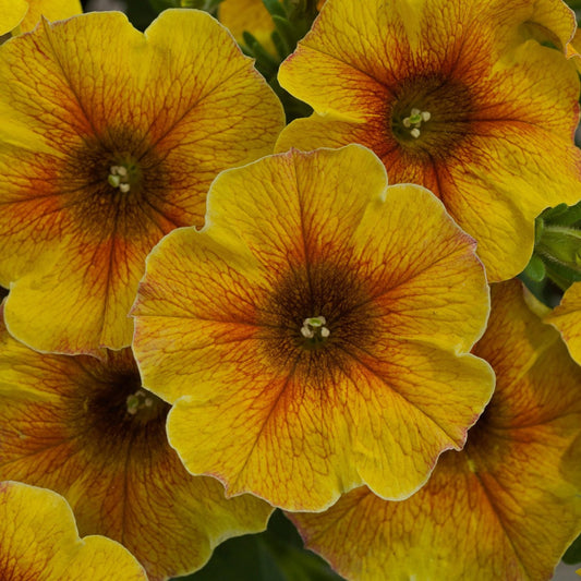 Close-up of Supercal® Premium Caramel Yellow Petchoa flowers—vivid yellow petals with orange-red veining radiate from dark centers, ruffled edges, and are set against lush green foliage - Photo Courtesy of Ball Horticulture, Inc.