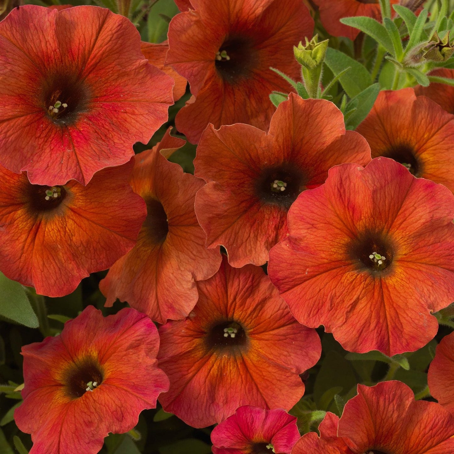 Close-up of Supercal® Premium Cinnamon Petchoa, a petunia x calibrachoa hybrid, featuring vibrant orange-red petals with cinnamon gradients, dark centers, and green leaves in the background - Photo Courtesy of Ball Horticulture, Inc.