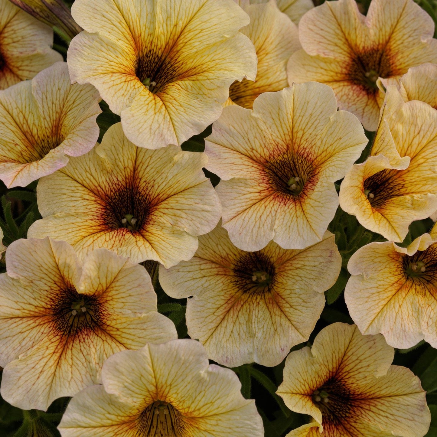 Supercal® Premium French Vanilla Petchoa displays pale yellow flowers with reddish-orange veins radiating from the centers, creating a vibrant and colorful pattern among green foliage - Photo Courtesy of Ball Horticulture, Inc.