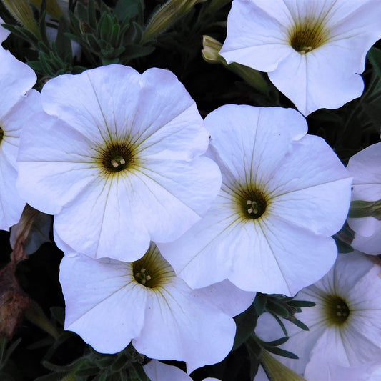 Supercal® Premium Pearl White Petchoa - Photo Courtesy of Ball Horticulure, Inc.