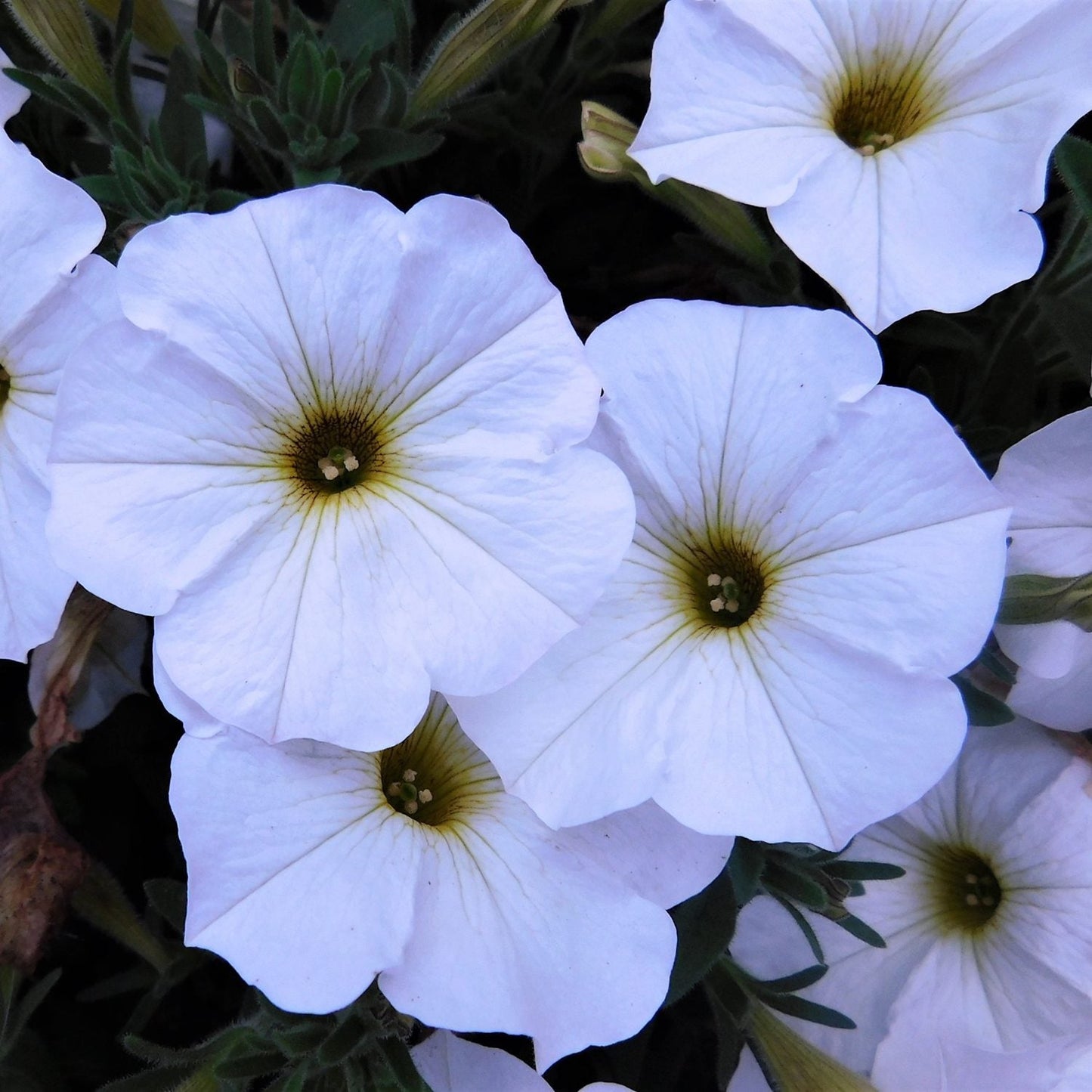 Supercal® Premium Pearl White Petchoa features white flowers with pale yellow-green centers and delicate veins - Photo Courtesy of Ball Horticulture, Inc.