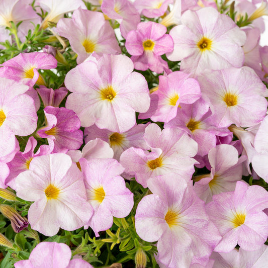 Supercal® Premium Pink Mist Petchoa - Photo Courtesy of Ball Horticulure, Inc.