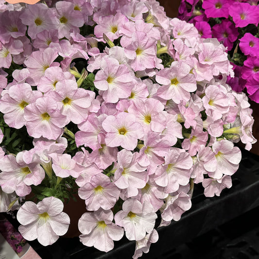 Supercal® Premium Pink Mist Petchoa - Photo Property of Grden Crossings LLC